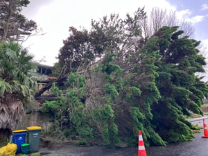 Storm tree removal