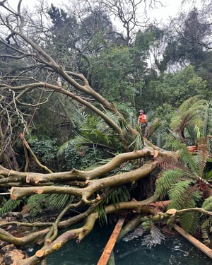 auckland storm tree removal
