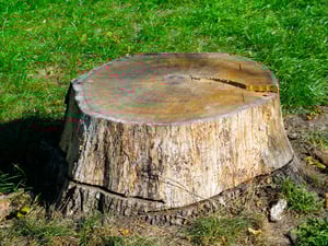 Tree Stump Grinding Removal Costs