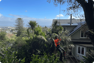 Central tree removal