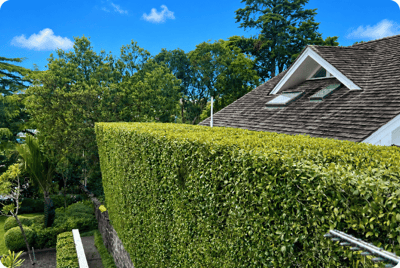 North shore hedge trimming North shore hedge trimming