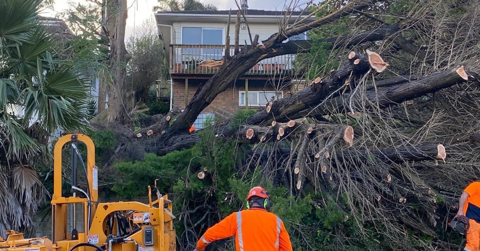 Stump Grinding Image block - WEBSITE (13)