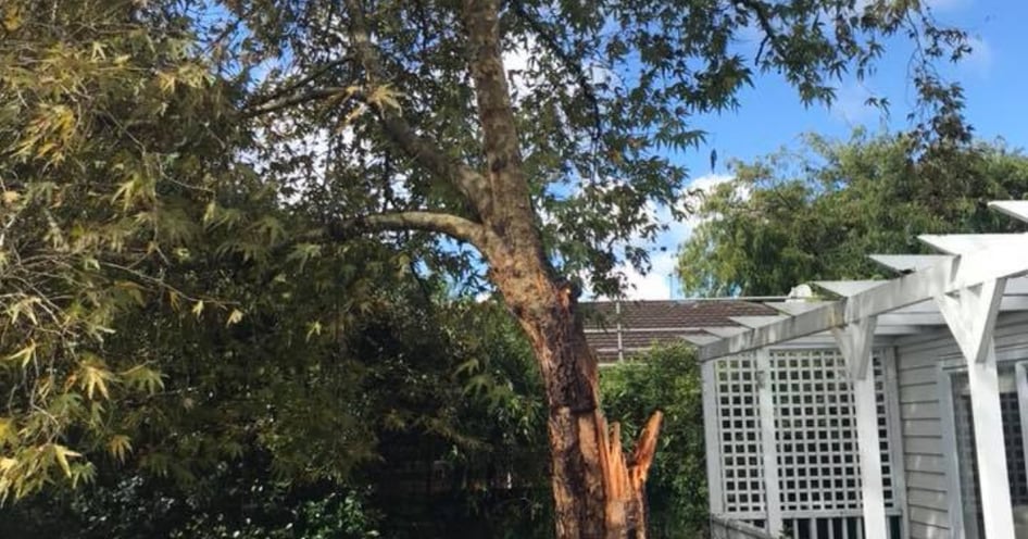 Stump Grinding Image block - WEBSITE (14)