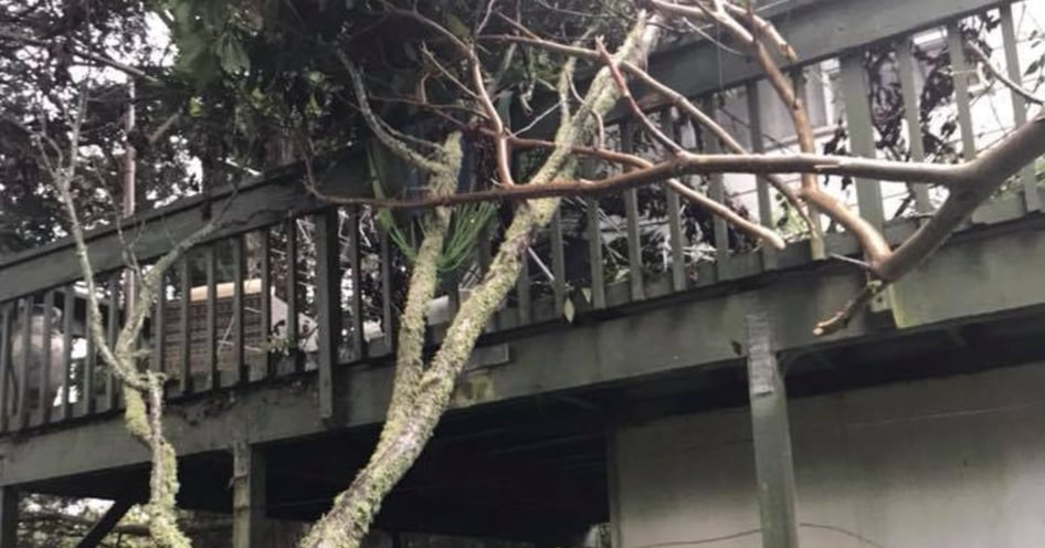 Stump Grinding Image block - WEBSITE (15)