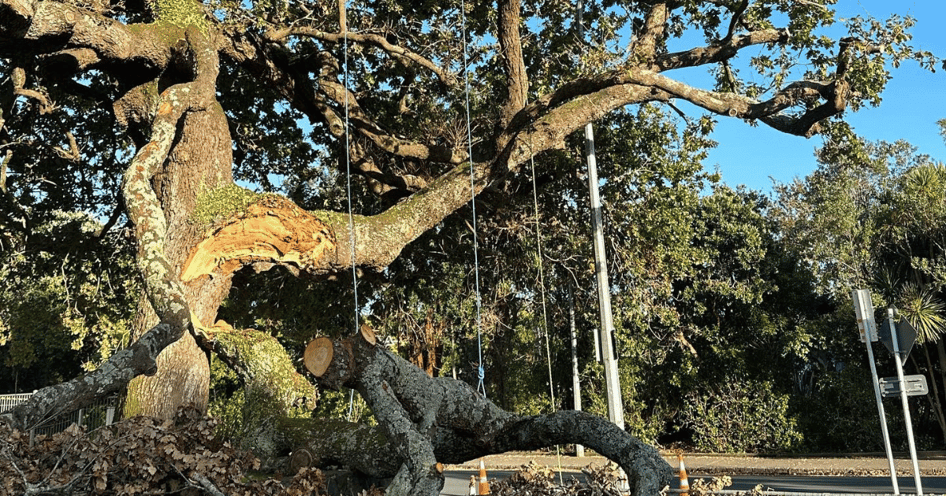 Stump Grinding Image block - WEBSITE (16)