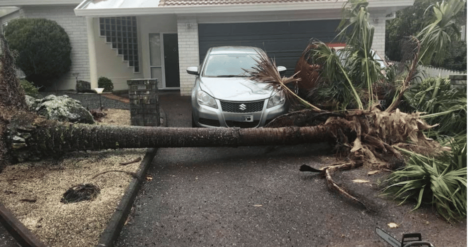 Stump Grinding Image block - WEBSITE (17)