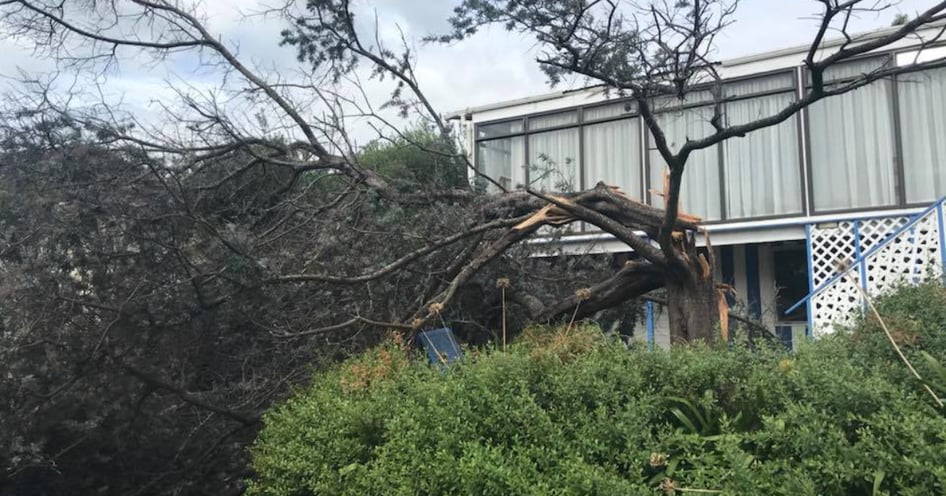 Stump Grinding Image block - WEBSITE (18)