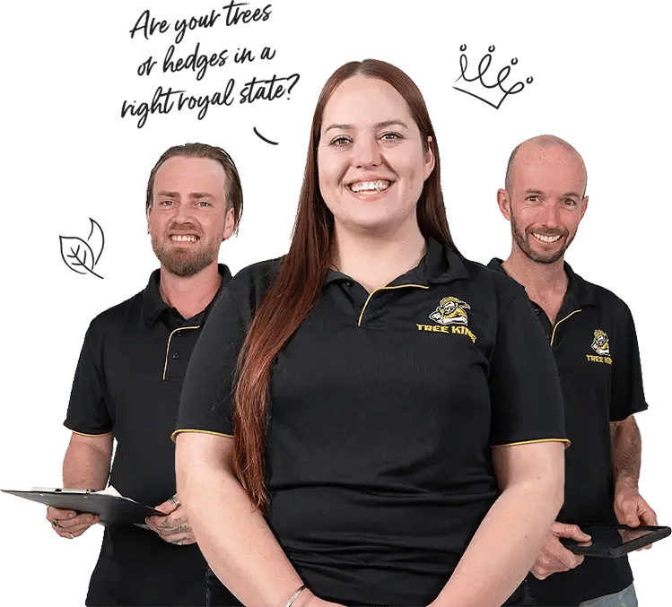 Tree-King-Royal-State-V2-webp Tree-King-Royal-State-V2-webp