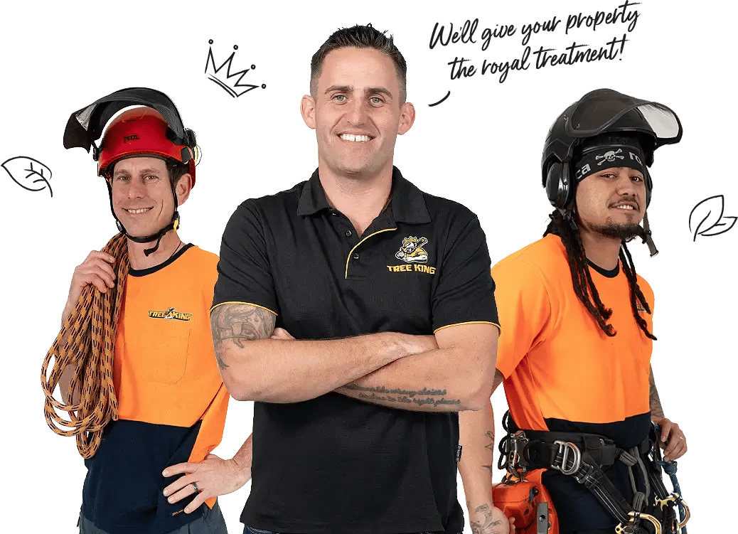 Tree-King-Royal-Treatment-v2-webp Tree-King-Royal-Treatment-v2-webp