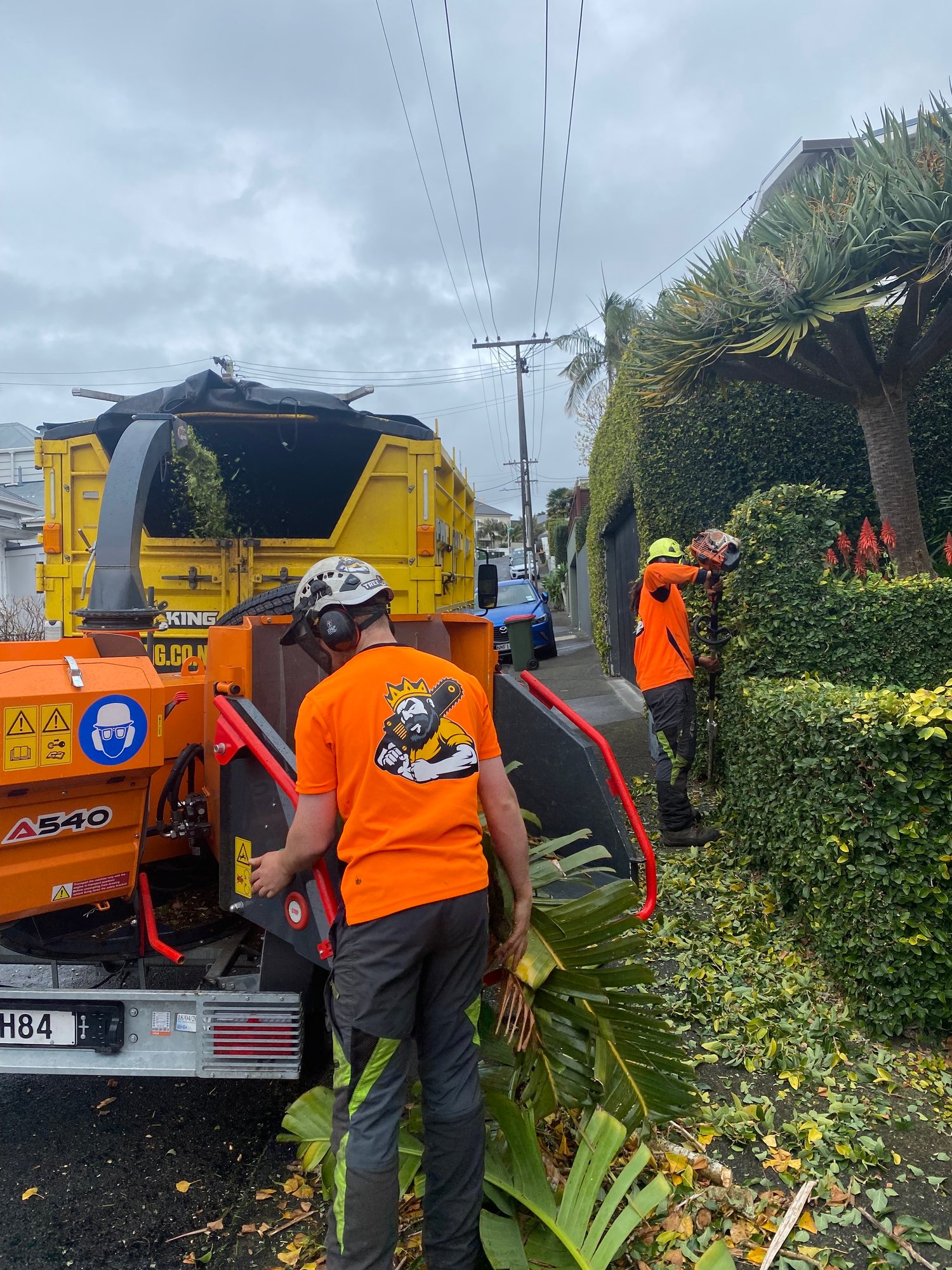 Dead Tree Removal Dead Tree Removal