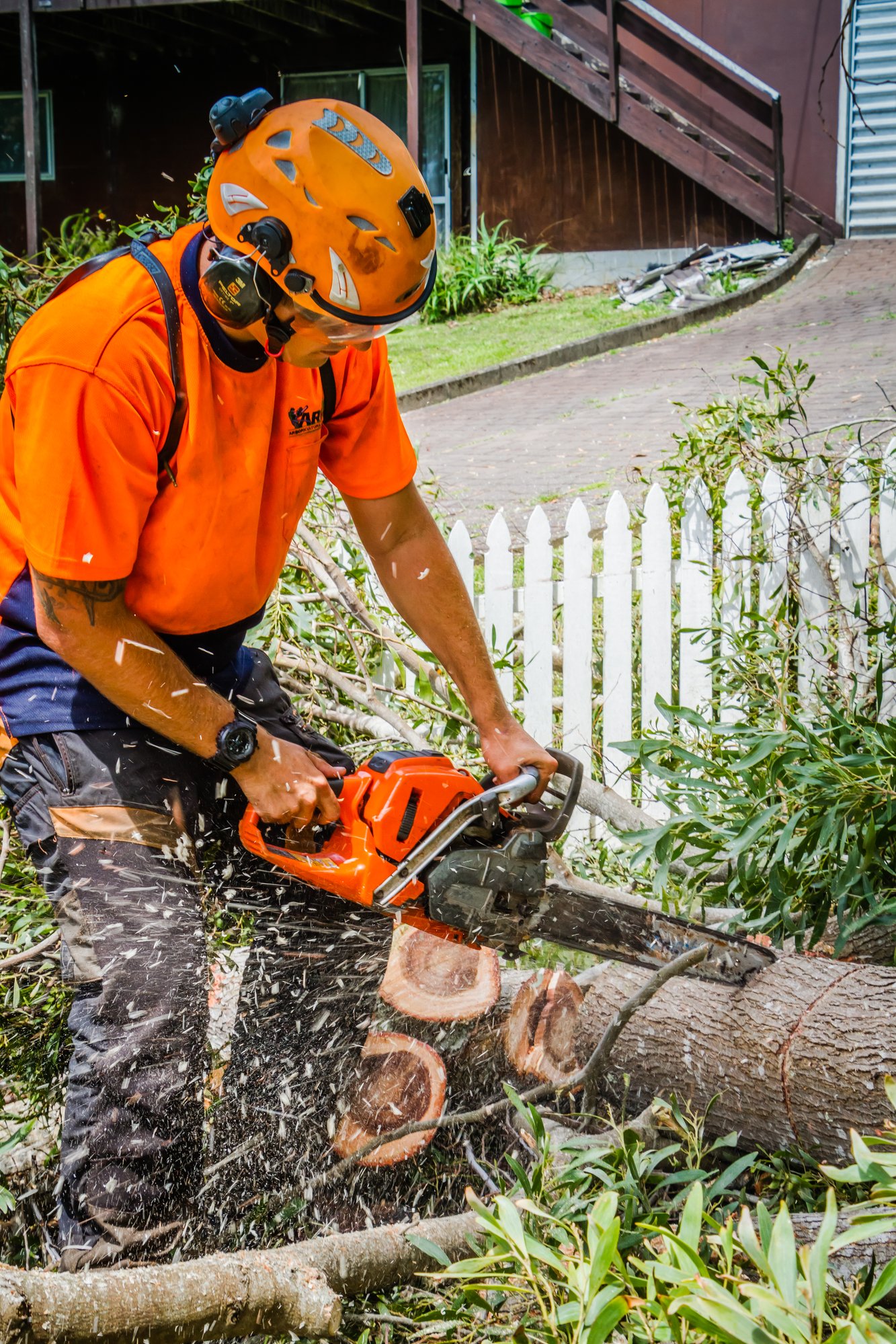 Dead tree removal