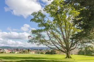 Looking After Mature Trees 