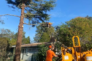Best Tools to Trim Trees? Your Guide to a Perfect Garden