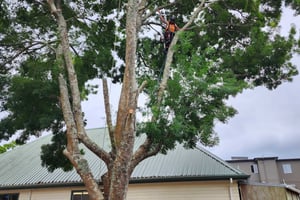 Tree Cutting: Pruning vs. Removal