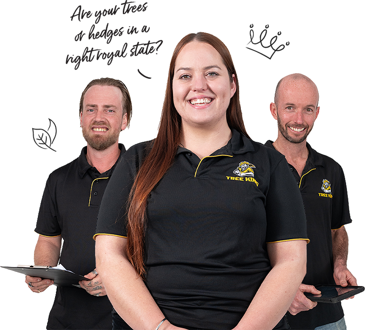 Arborist Auckland | Tree Services Near Me | Tree King