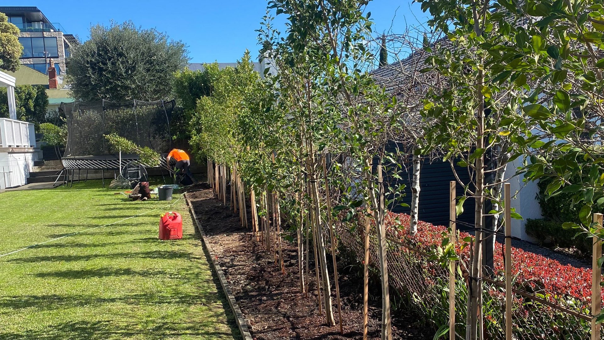Responsible Tree Care In Auckland