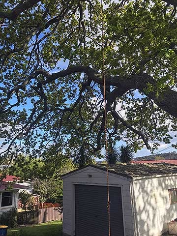 Before you prune Before you prune