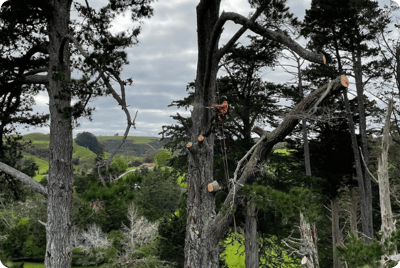 Warkworth removal (1)