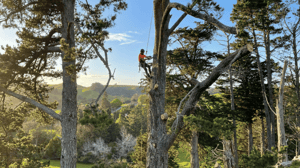 warworth tree removal
