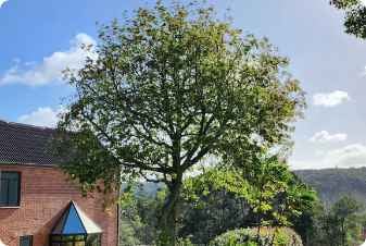 central  tree pruning