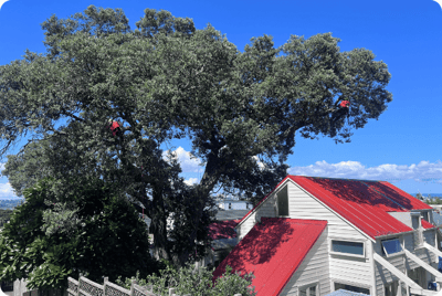 north shore tree pruning north shore tree pruning