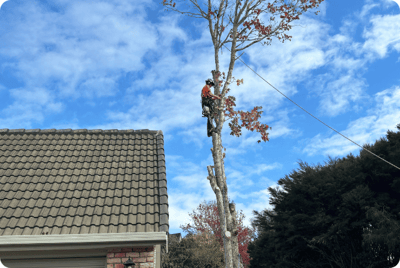 northshore tree removal northshore tree removal