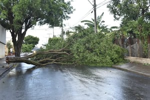 Last Chance To Prune Your Deciduous Trees!