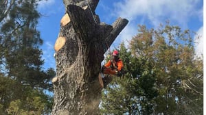 tree removal northshore (4)