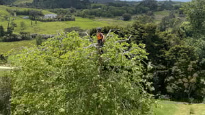warkworth tree pruning (2)
