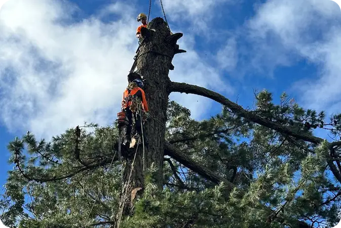 Tree-King-Tree Tree-King-Tree