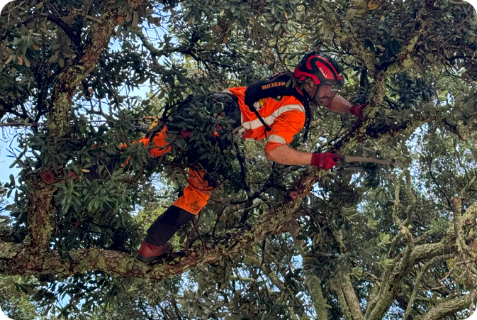 Tree Pruning Tree Pruning