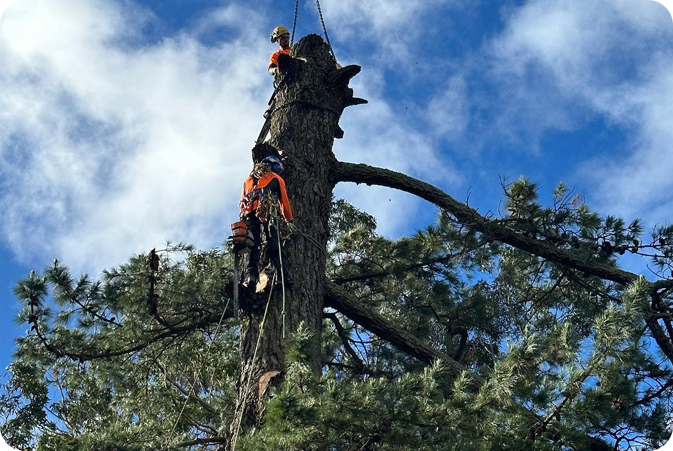 Tree Removal Tree Removal