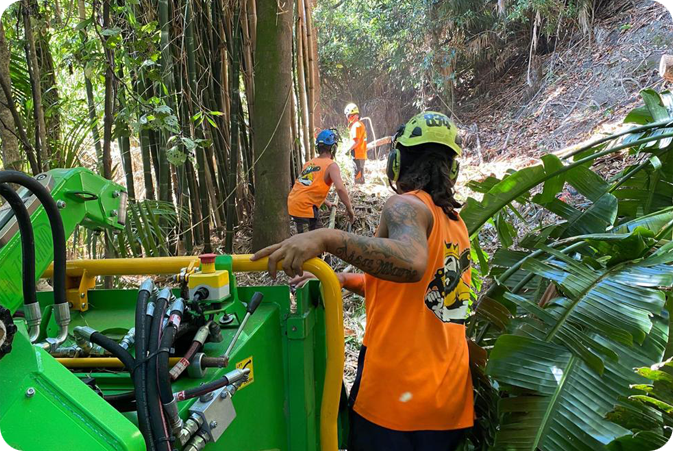 Bamboo and Flax Removal