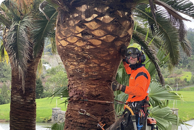Palm Pruning and Removal