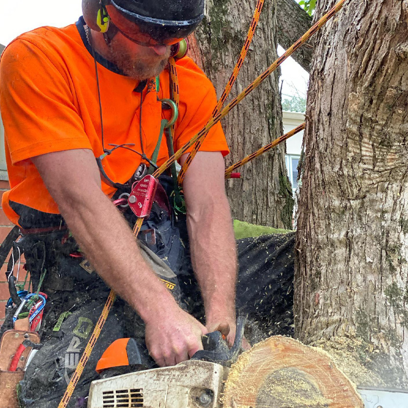 Tree Pruning