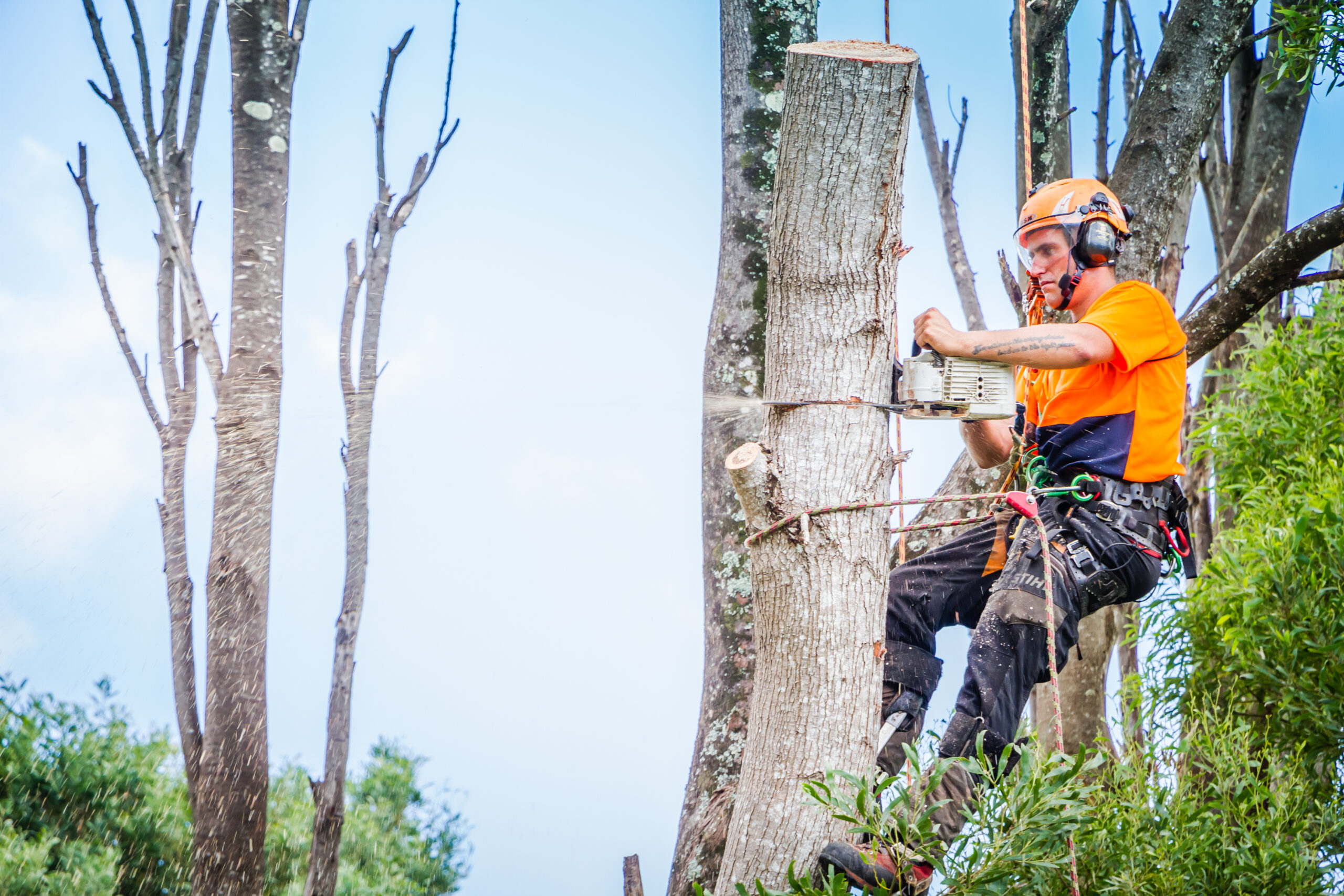Tree Removal Auckland