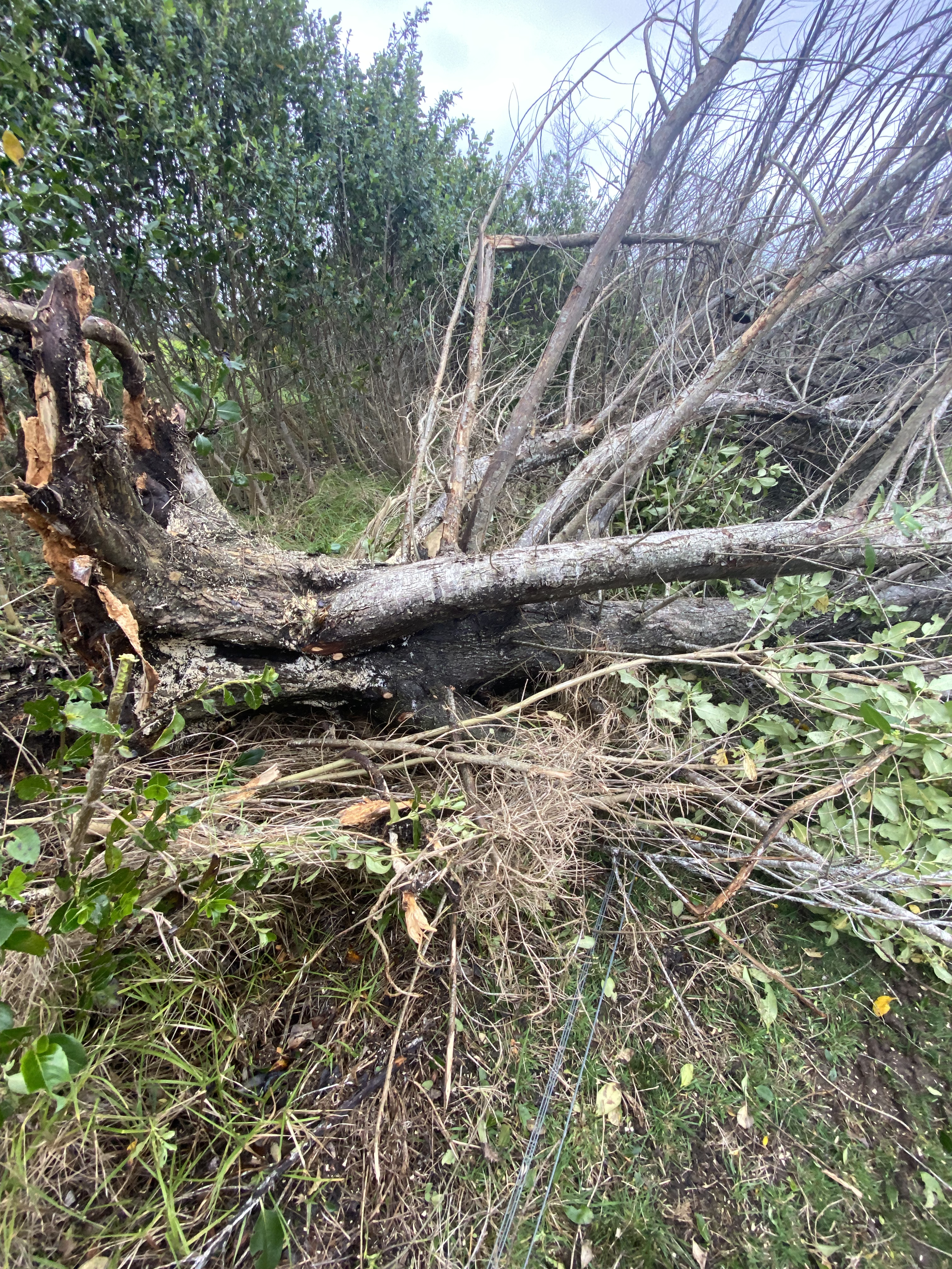 fallen tree