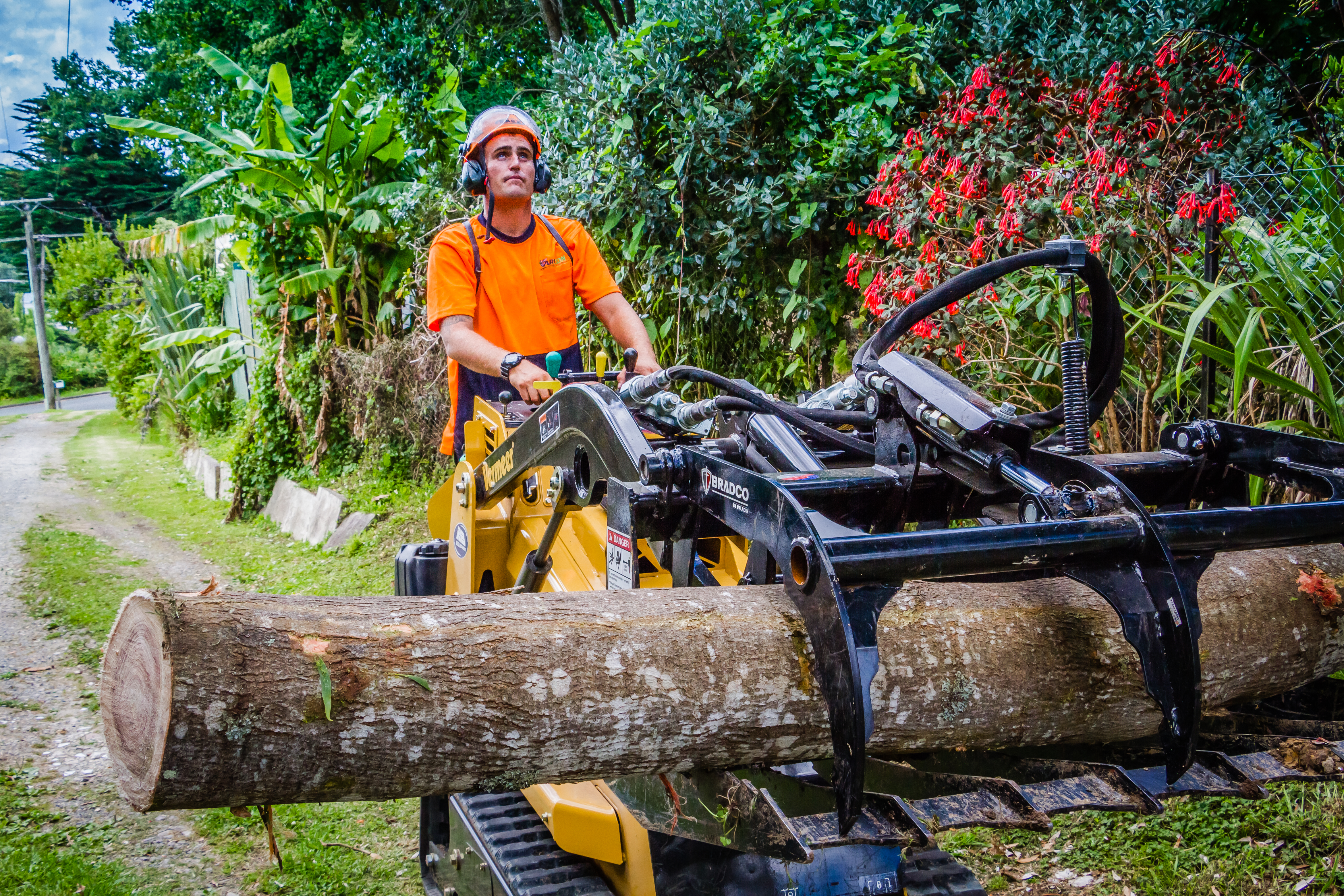 Dead Tree Removal