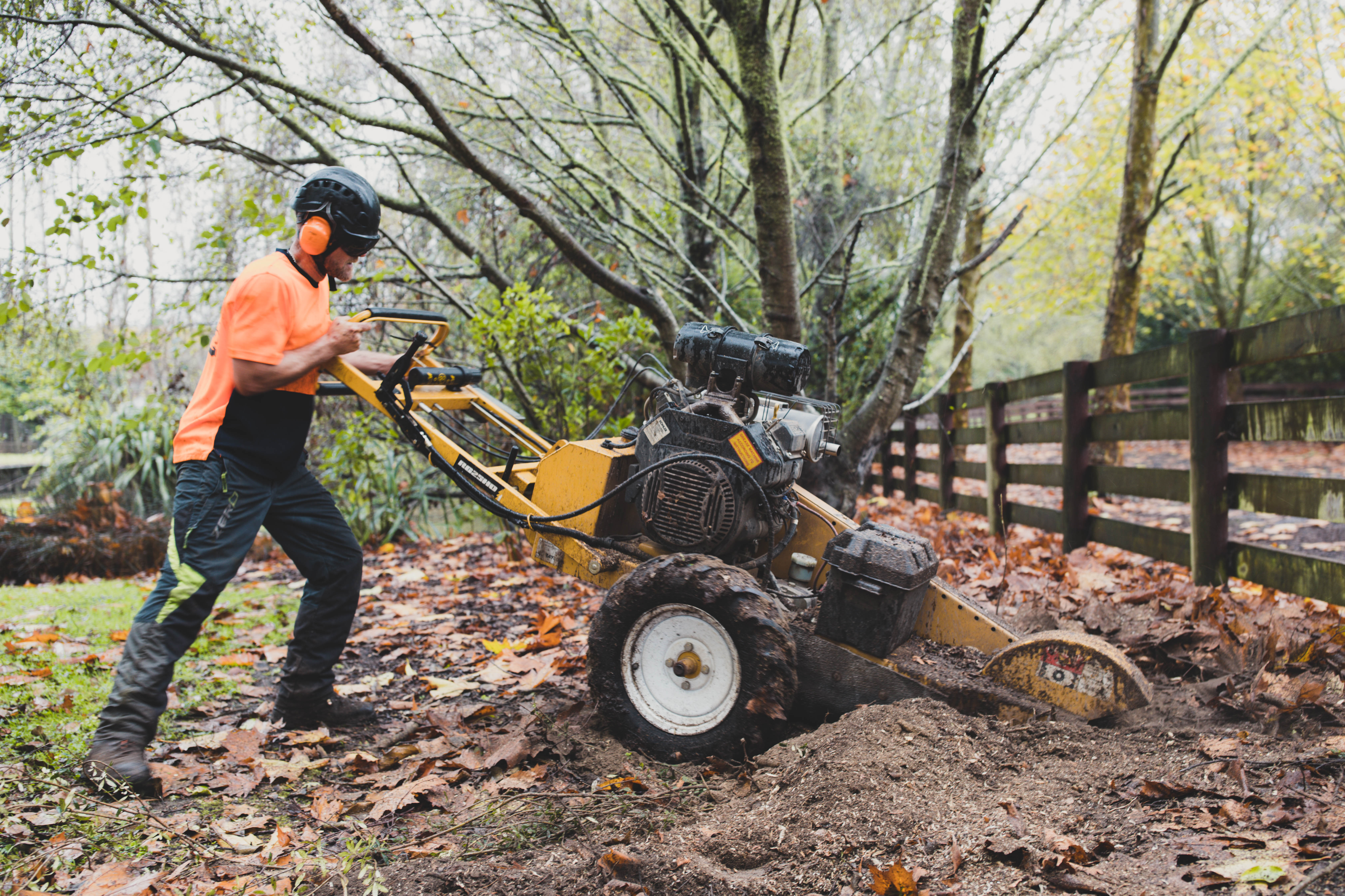 Tree Stump Grinding Removal Costs